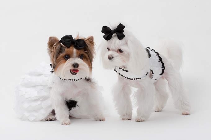 Yvette Ruta Pet Couture featured in Celebrity Catwalk Charity Event