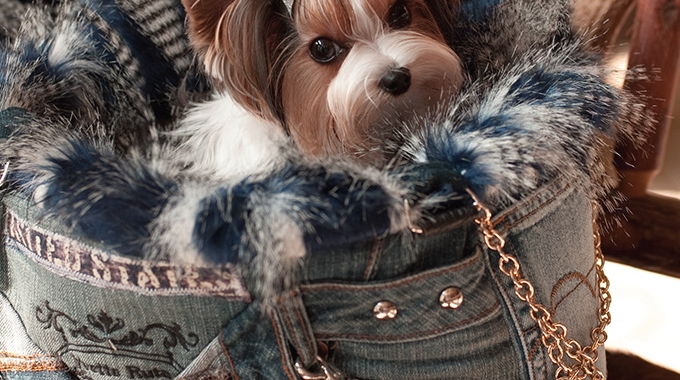 Luxury Pet Couture by Yvette Ruta